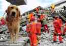 Les chiens peuvent-ils prédire les tremblements de terre? La réponse