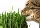 Comment manger de l'herbe aide les chats