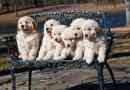 Combien de chiots un golden retriever peut-il avoir?