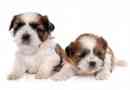 Combien de chiots un shih tzu peut-il avoir