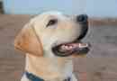 Combien doit peser un chien labrador