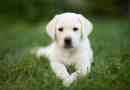 Combien doit manger mon chiot labrador?