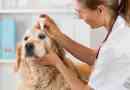 Comment appliquer des gouttes pour les yeux sur un chien