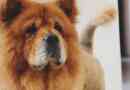 Comment prendre soin d'un chow chow