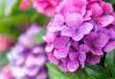 Comment changer la couleur des hortensias naturellement