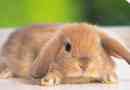 Comment donner un bain à sec à un lapin