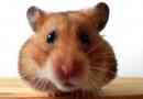 Comment nourrir un hamster