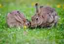 Comment nourrir un lapin gestant