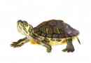 Comment nourrir les tortues