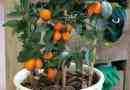 Comment faire pousser un arbre de kumquat