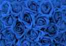 Comment faire pousser des roses bleues