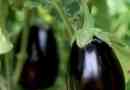 Comment faire pousser des aubergines dans un jardin