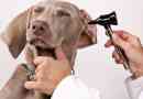 Comment savoir si mon chien a une infection de l'oreille ou une otite