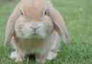 Comment savoir si ma lapin est enceinte