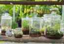 Comment faire un terrarium pas cher