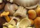 Comment conserver les champignons