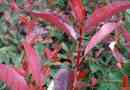 Comment tailler un rouge-gorge photinia