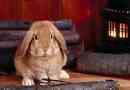 Comment dresser mon lapin