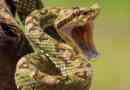 Comment traiter une morsure de serpent dans la nature en inde