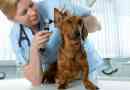 Comment traiter l'otite canine ou l'infection de l'oreille