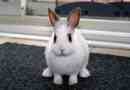 Comment comprendre mon lapin