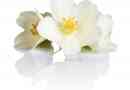 Signification symbolique et spirituelle des fleurs de jasmin