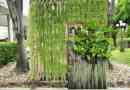 Les meilleures plantes pour un jardin vertical