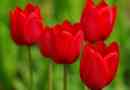 La signification symbolique des tulipes rouges