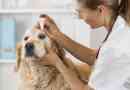 Quelles sont les causes d'une porcherie sur les yeux d'un chien