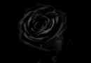 Que signifie une rose noire - signification symbolique des fleurs