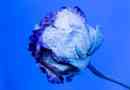 Que signifie une rose bleue?