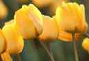 Que signifie une tulipe jaune