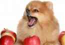 Quels fruits les chiens peuvent-ils manger