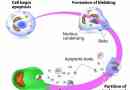 Qu'est-ce que l'apoptose cellulaire?