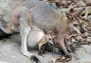 Que nourrir un bébé wallaby