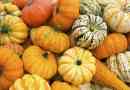 Quels types de courges existe-t-il