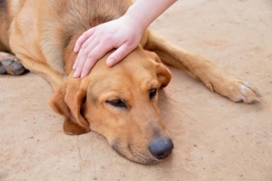 Tous les signes de la fièvre de la vallée chez les chiens