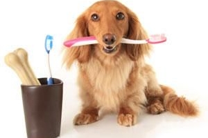 Avantages de l'huile de noix de coco pour les dents des chiens