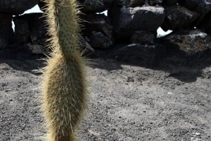 Entretien des cactus : plantation et rempotage des cactus