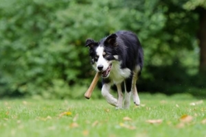 Les chiens peuvent-ils manger des os crus?