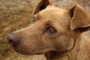 Les chiens peuvent-ils attraper des rhumes humains?