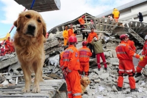 Les chiens peuvent-ils prédire les tremblements de terre? La réponse