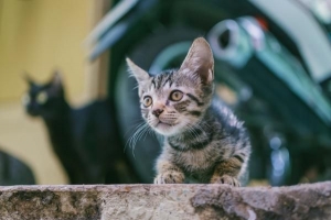 Puis-je donner à mon chat de la lysine humaine?