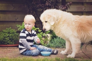 Puis-je donner des jetons à mon chien?