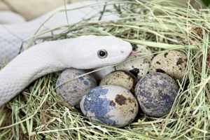 Est-ce que tous les serpents pondent des œufs?