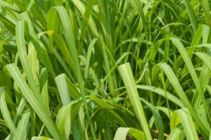 Les plantes de citronnelle repoussent-elles vraiment les moustiques? - tout ce que tu as besoin de savoir