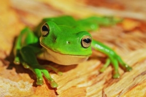 Rêver de grenouilles pendant la grossesse