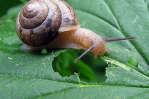 Remèdes naturels efficaces pour se débarrasser des escargots et des limaces