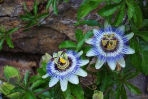 Plantes grimpantes à fleurs et vignes