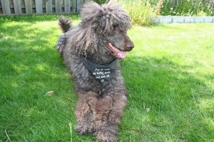 Styles de coupe de cheveux de caniche français